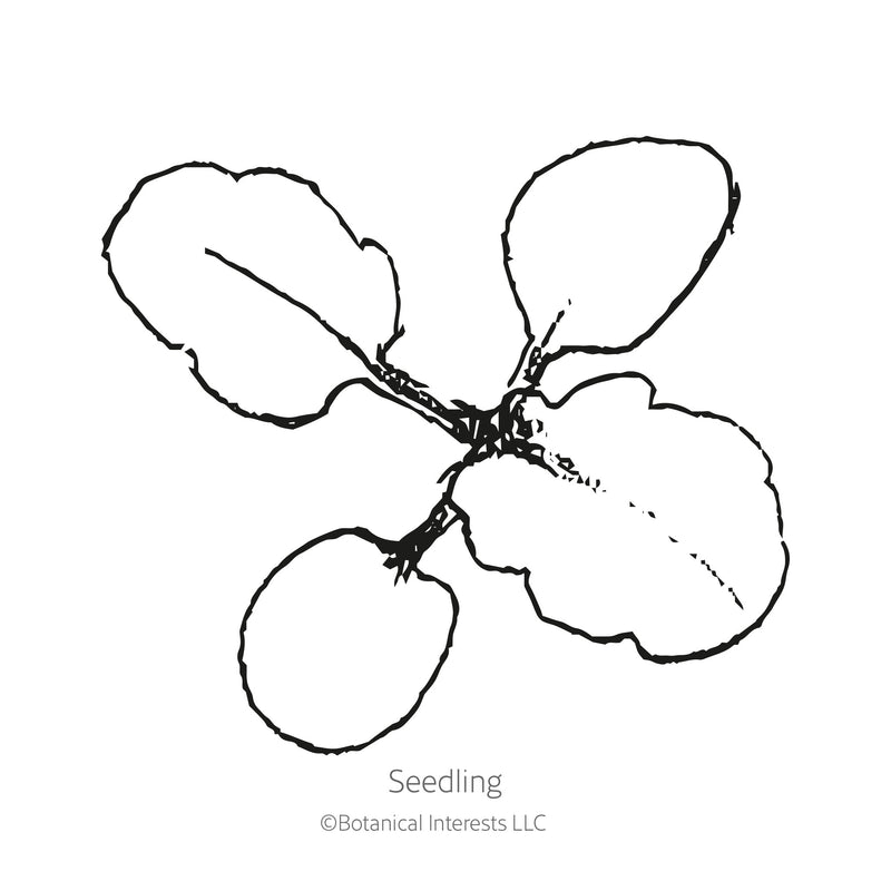 Black and white sketch of a viola seedling with Botanical Interests branding.