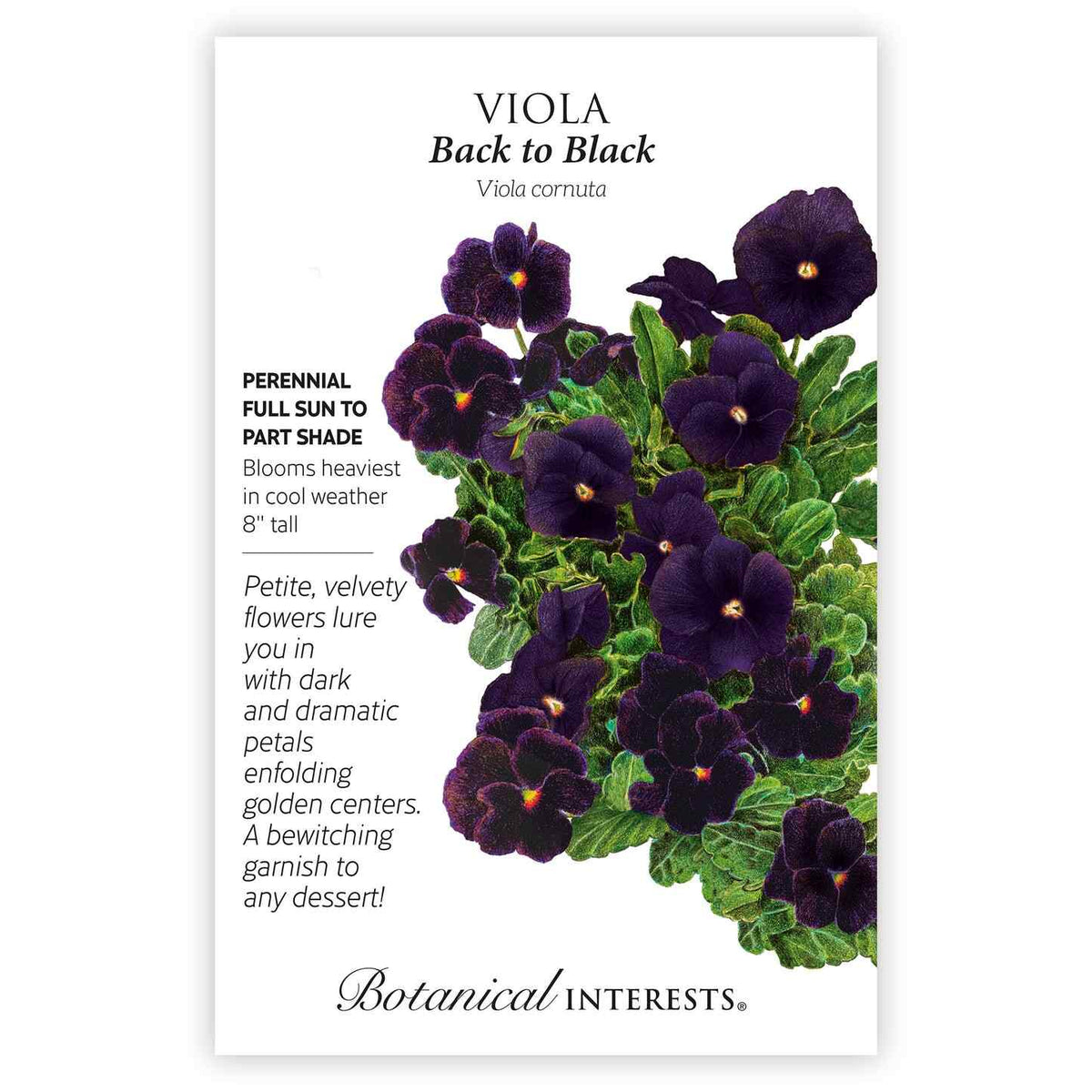 Front of a Botanical Interests "Viola Back to Black" seed packet displaying a botanical illustration of a leafy cluster of deep purple, near-black violas with yellow centers on a white background.