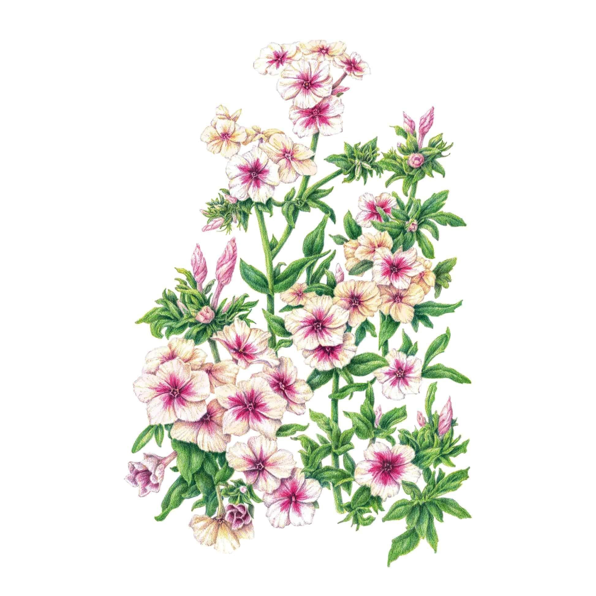 Cherry Caramel Phlox Seeds – Epic Gardening