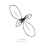 Black and white line drawing illustration of a young phlox seedling with four oval leaves, labeled 