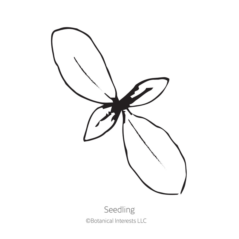 Black and white line drawing illustration of a young phlox seedling with four oval leaves, labeled 