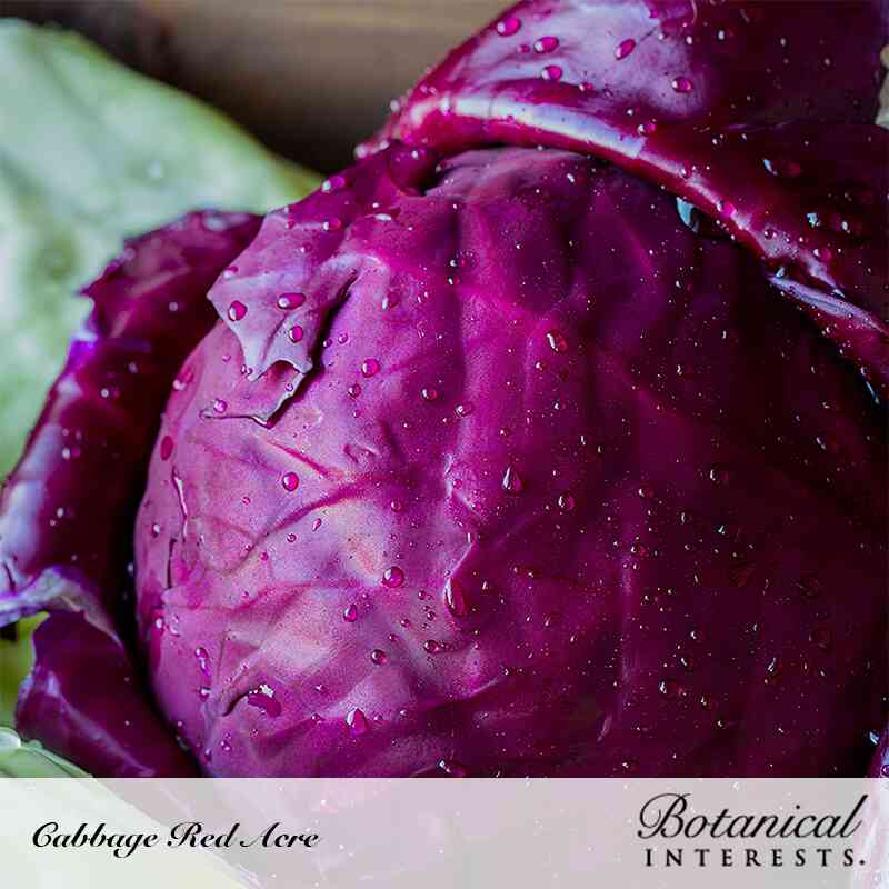 Close-up of a deep magenta-purple Red Acre cabbage head with water droplets on its glossy, tightly wrapped leaves, surrounded by loose green outer leaves.