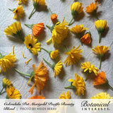Freshly cut Pacific Beauty calendula flower heads, in shades of yellow and orange with varying petal counts, laid out to dry on a textured white cloth; text identifies the Calendula Pot Marigold Pacific Beauty Blend from Botanical Interests.