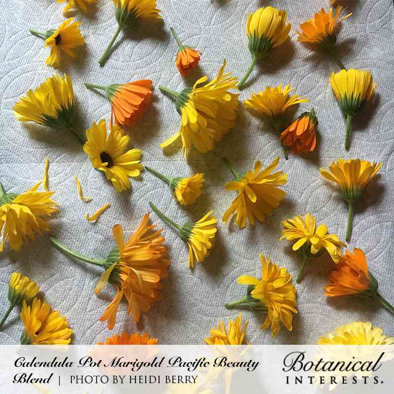 Freshly cut Pacific Beauty calendula flower heads, in shades of yellow and orange with varying petal counts, laid out to dry on a textured white cloth; text identifies the Calendula Pot Marigold Pacific Beauty Blend from Botanical Interests.