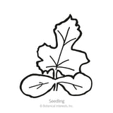 Line drawing of a young watermelon seedling, labeled 