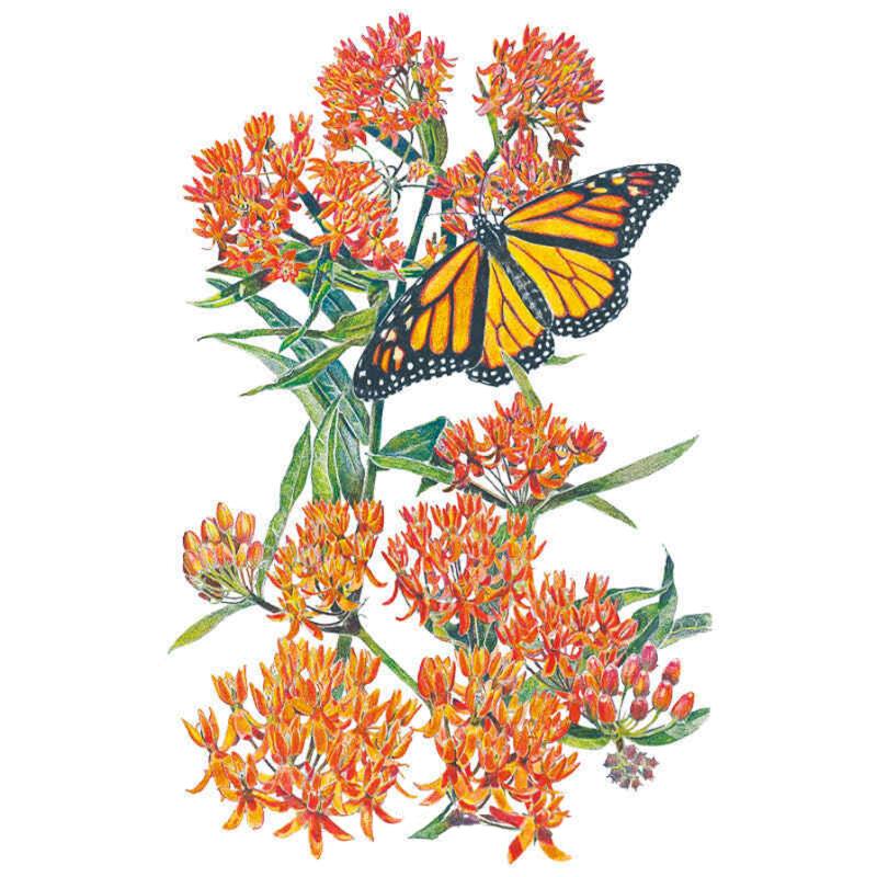 Detailed illustration of butterfly weed (milkweed) with clusters of small orange and red flowers on slender green stems, with a monarch butterfly perched among the blooms, wings fully spread.