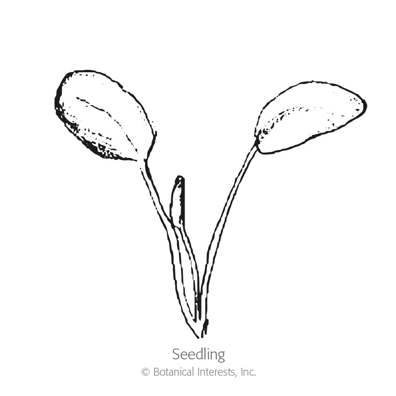 Line drawing of a young seedling with two rounded oval cotyledon leaves and a small emerging center shoot, labeled "Seedling" beneath the illustration.