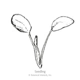 Line drawing of a young seedling with two rounded oval cotyledon leaves and a small emerging center shoot, labeled 