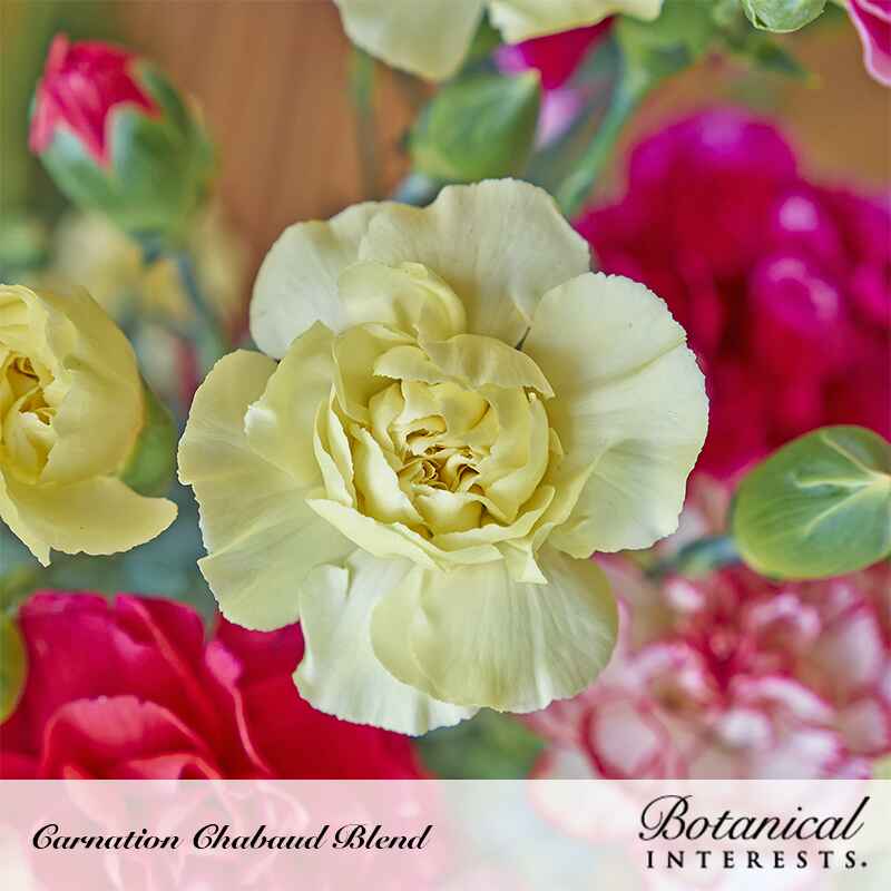 Close-up of a ruffled, pale yellow Chabaud Blend carnation bloom in sharp focus, surrounded by blurred magenta, pink, and red carnations, with the Botanical Interests brand and variety name shown at the bottom.