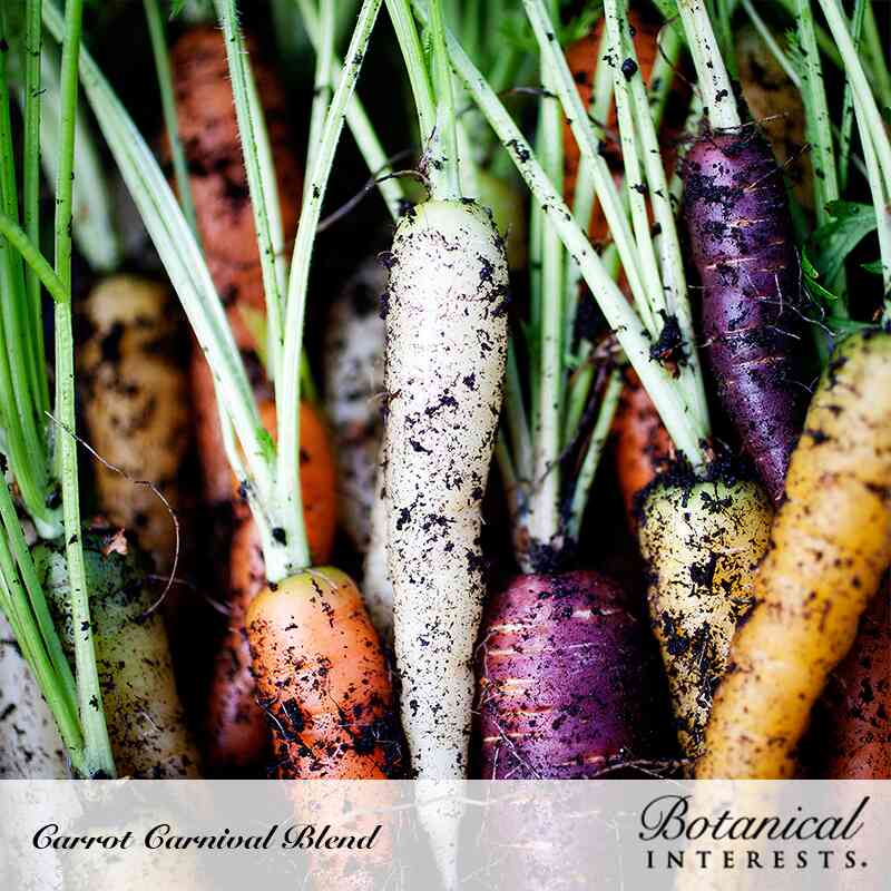 Freshly pulled carrots in orange, white, purple, and yellow, still clumped together with green tops and dark soil clinging to their skins, labelled "Carrot Carnival Blend."