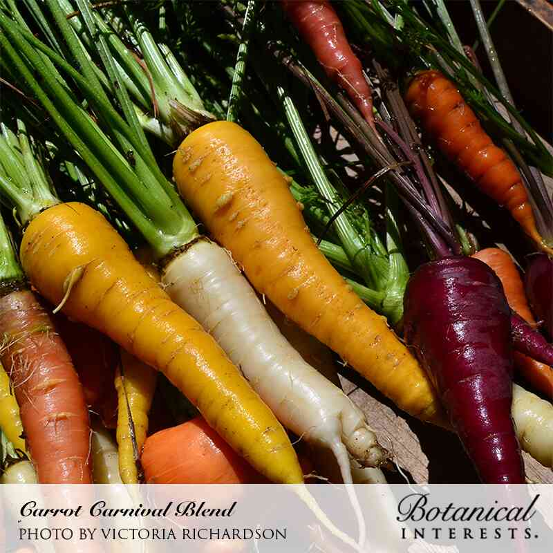 Freshly harvested Carnival Blend carrots with green tops still attached, showing a mix of orange, yellow, white, and deep purple roots, labeled "Carrot Carnival Blend" with photo credit to Victoria Richardson.