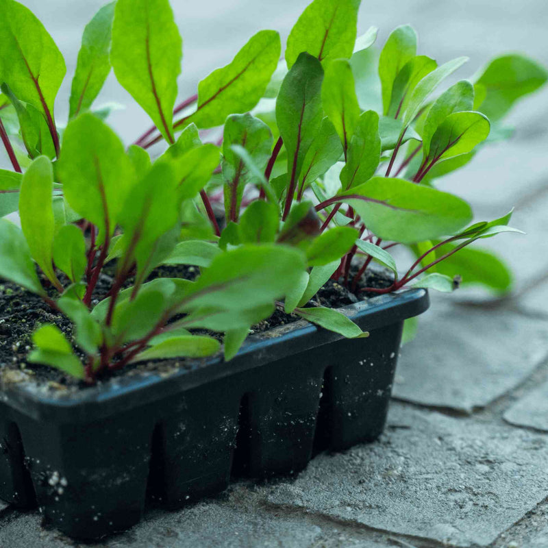 Small green plants in a Epic 16 Cell Seed Starting Tray on a stone surface