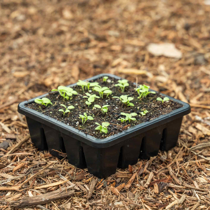 Epic 16 Cell Seed Starting Tray with young green plants on a mulched surface