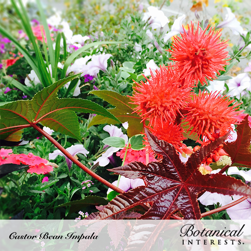 Castor Bean Impala plant with spiky red seed pods and deep burgundy star-shaped leaves growing amid white and pink petunias, labeled with the Botanical Interests brand.