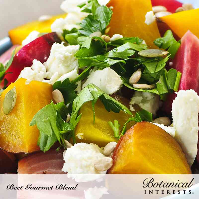 Plated gourmet beet salad with roasted yellow beets, dark red beet slices, leafy green herbs, goat cheese, and toasted seeds, above a 