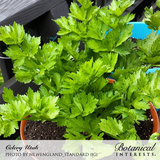 Young Utah celery plants with crinkled, bright green serrated leaves growing bushily in terracotta and teal pots on a dark wooden deck, captioned with the variety name and photo credit.