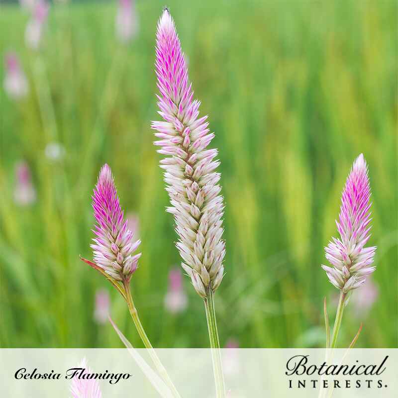 Three cone-shaped Celosia Flamingo flower spikes, cream at the base blending into vivid pink tips, standing above blurred green grass, with text labeling the variety and the Botanical Interests brand.