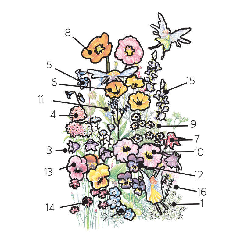 Numbered floral diagram mapping out the wildflower arrangement for Fairy Meadow Flower Mix Seeds, featuring labeled varieties including alyssum, baby blue eyes, bellflower, candytuft, poppies, columbine, forget-me-not, pansies, snapdragon, and thyme alongside a floating dragonfly and fairy.