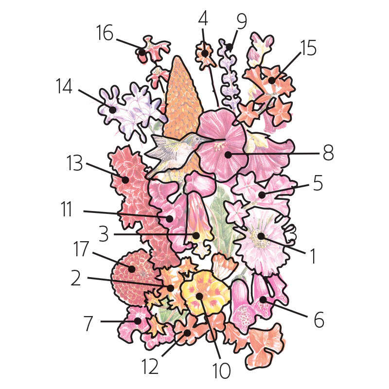 Numbered floral diagram mapping out the flower arrangement for Hummingbird Haven Flower Mix Seeds, including bee balm, butterfly weed, columbine, coral bells, flowering tobacco, foxglove, godetia, hollyhock, lupine, nasturtium, penstemon, annual phlox, rocket larkspur, spider flower, standing cypress, Texas sage, and zinnia.