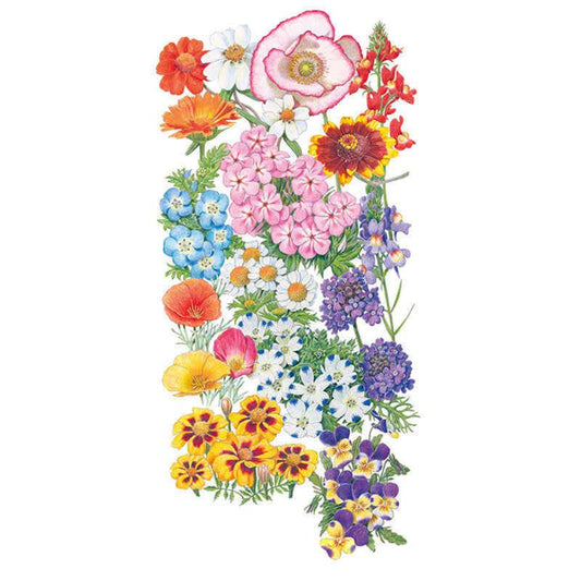 Detailed botanical illustration showcasing a colorful vertical arrangement of wild and garden blossoms, including red poppies, yellow calendulas, blue baby blue eyes, and purple verbenas, for Three-Season Bloom Flower Mix Seeds.