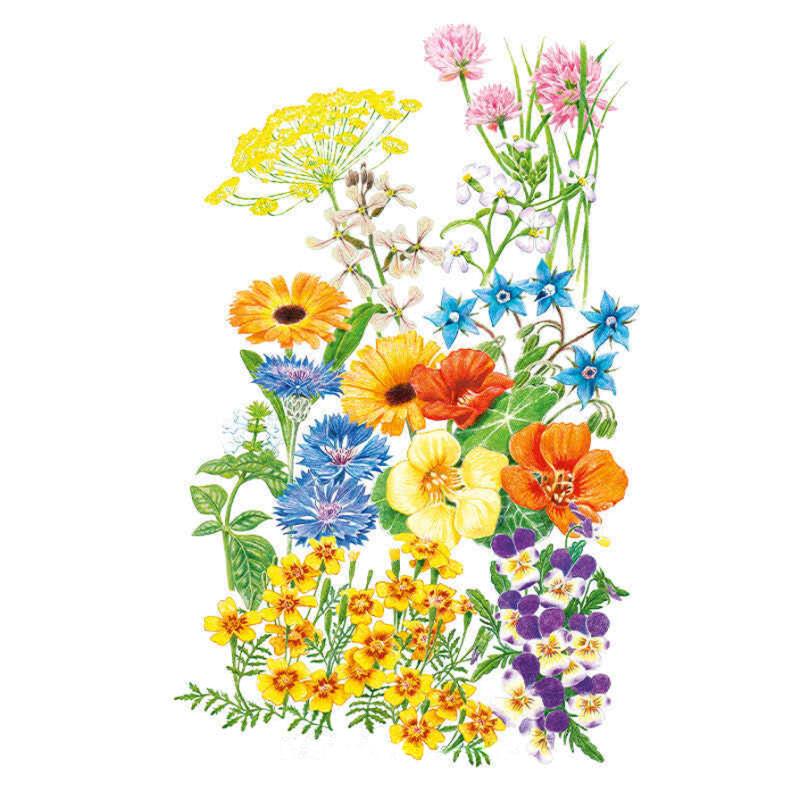 Botanical illustration of a variety of edible flowers and herbs—including nasturtiums, borage, calendula, bachelors button, and chives—on a white background.