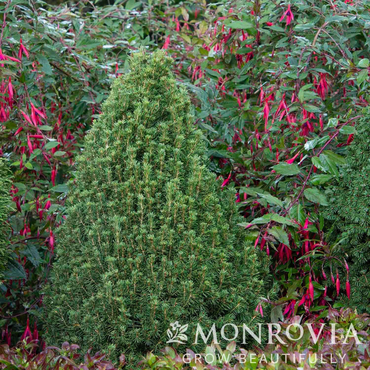 Close up of Tiny Tower® Dwarf Alberta Spruce with flowering plants in the background, featuring the Monrovia logo.