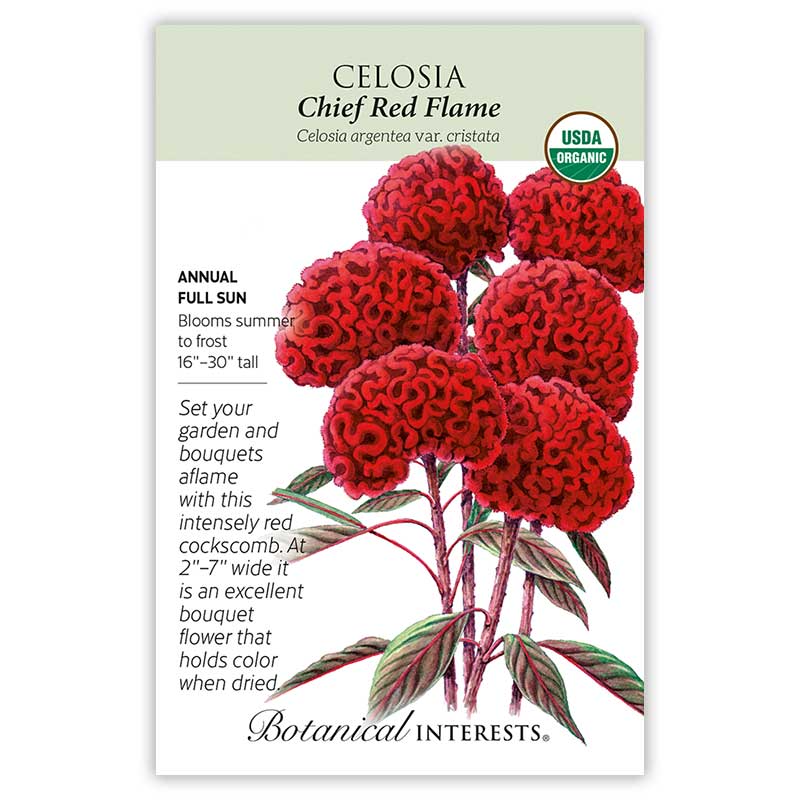 Seed packet for Chief Red Flame Celosia showing an illustration of deep red, brain-like cockscomb blooms atop reddish-green stems and leaves, with USDA Organic seal and text noting it's a full-sun annual growing 16–30 inches tall, blooming summer to frost.