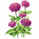 Botanical illustration of Giant Purple Zinnia showing several fully double, magenta-purple pompon blooms in varying stages of opening, one unopened bud, atop upright green stems with pointed oval leaves against a plain white background.