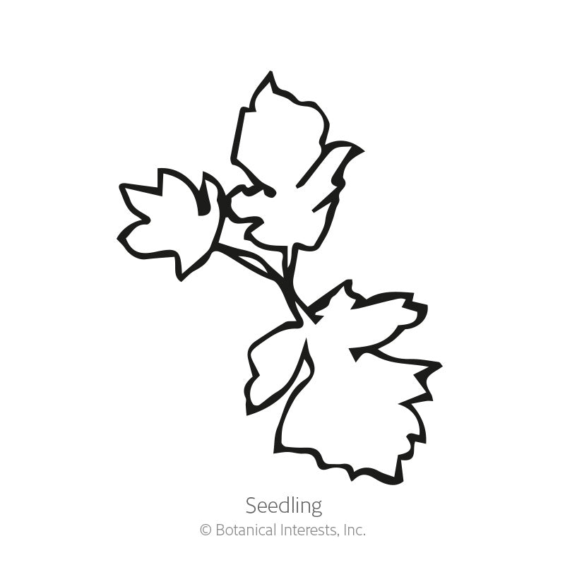 Black and white line art illustration of a young seedling labeled "Seedling" with copyright text for Botanical Interests, Inc., for Feverfew Seeds.