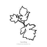 Black and white line art illustration of a young seedling labeled 