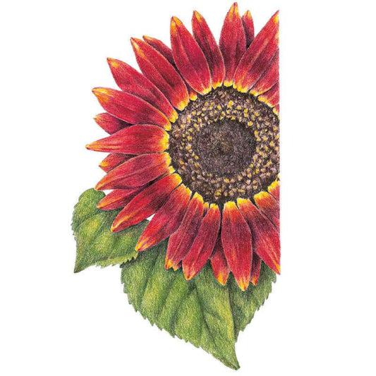 Botanical illustration of an Evening Sun sunflower, showing deep red petals with yellow-tipped edges surrounding a dark brown seed head, with green serrated leaves beneath, set against a plain white background.