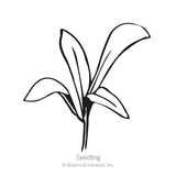 Black and white line drawing of a young calendula seedling with several elongated, slightly curved leaves emerging from a single stem, labeled 
