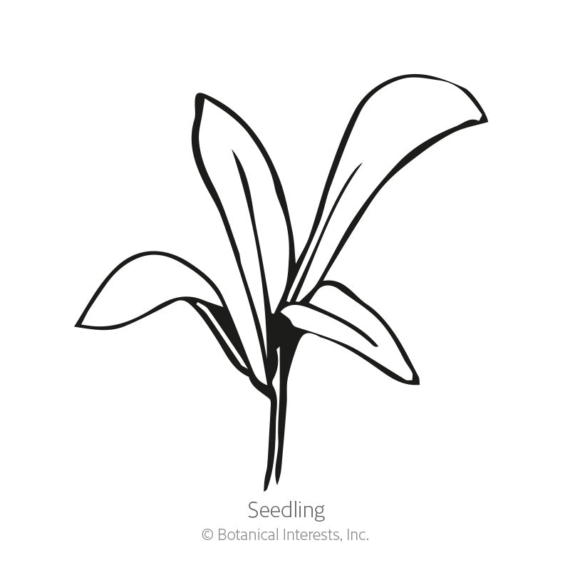 Black and white line drawing of a young calendula seedling with several elongated, slightly curved leaves emerging from a single stem, labeled 
