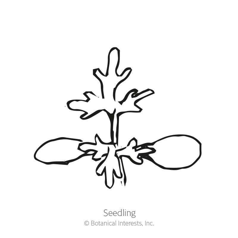 Line drawing of a young Sweet Annie seedling, labeled "Seedling," showing two oval seed leaves at the base with a deeply lobed, feathery true leaf rising above on a central stem.