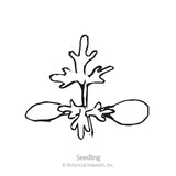 Line drawing of a young Sweet Annie seedling, labeled 
