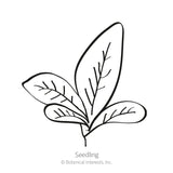 Black and white line drawing of an amaranth seedling with a cluster of oval leaves showing visible veins, labeled 