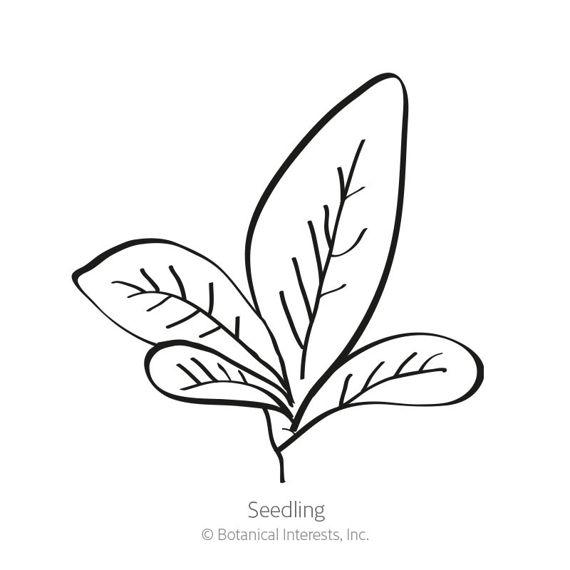 Black and white line drawing of an amaranth seedling with a cluster of oval leaves showing visible veins, labeled 