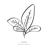 Line drawing of a young seedling with four broad oval leaves branching from a single central stem, labelled 