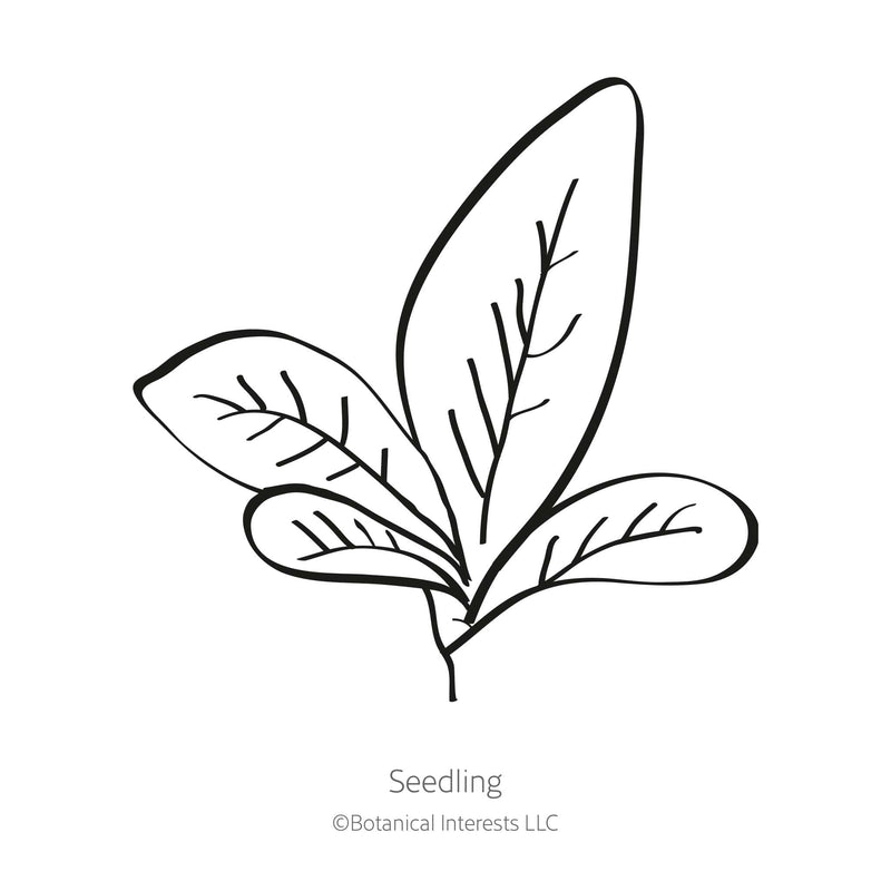 Line drawing of a young seedling with four broad oval leaves branching from a single central stem, labelled 
