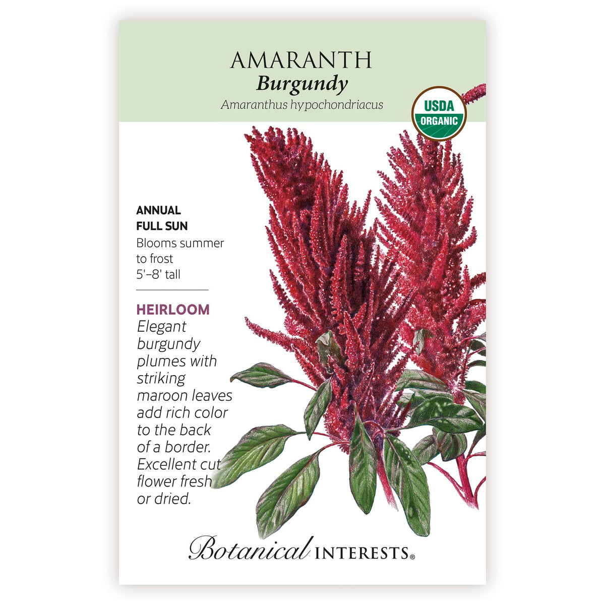 Seed packet for Heirloom Burgundy Amaranth featuring an illustration of tall, drooping crimson flower plumes with deep maroon-veined leaves, plus text noting it's an organic annual for full sun, growing 5 to 8 feet tall with blooms from summer to frost.