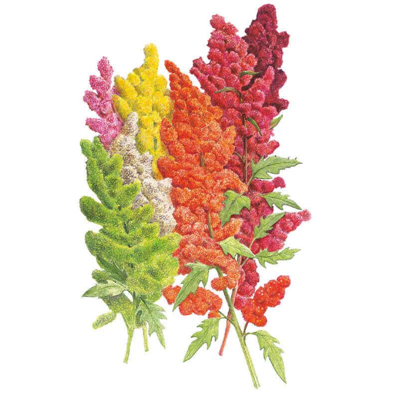 Botanical illustration of quinoa seed heads on lobed green stems, showing six colour variants side by side ranging from lime green, cream and yellow through orange, pink and deep magenta-red.