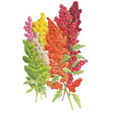 Botanical illustration of quinoa seed heads on lobed green stems, showing six colour variants side by side ranging from lime green, cream and yellow through orange, pink and deep magenta-red.