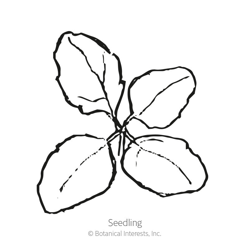 Black and white line drawing of a young quinoa seedling with four broad oval leaves radiating from a central stem, labeled "Seedling" beneath the illustration.