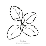 Black and white line drawing of a young quinoa seedling with four broad oval leaves radiating from a central stem, labeled 
