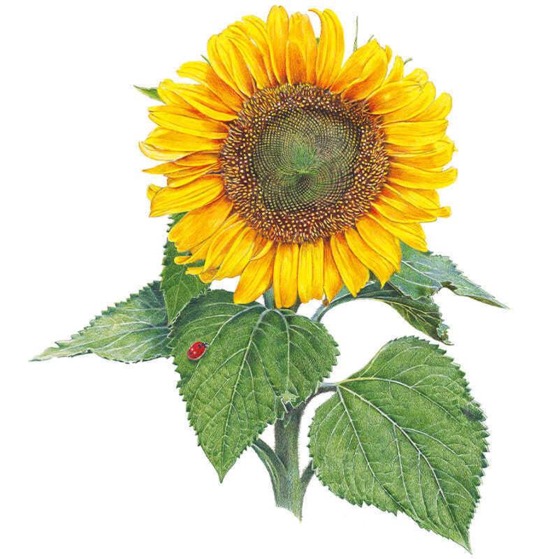 Detailed botanical illustration of a Sunspot dwarf sunflower with golden petals and a dark spiralled centre, shown with serrated green leaves and a small ladybird resting on one leaf.