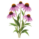 Illustration of Purple Coneflower Echinacea with green leaves on a white background