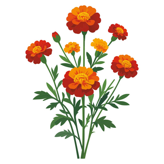 Illustration of Sparky Marigold flowers on a white background