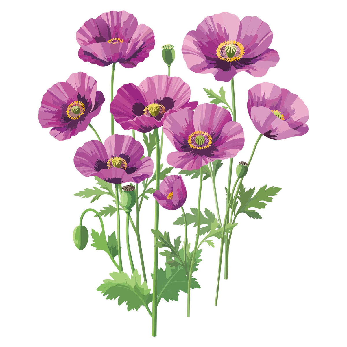 Illustration of Poppy Breadseed Hungarian purple flowers with green stems and leaves on a white background
