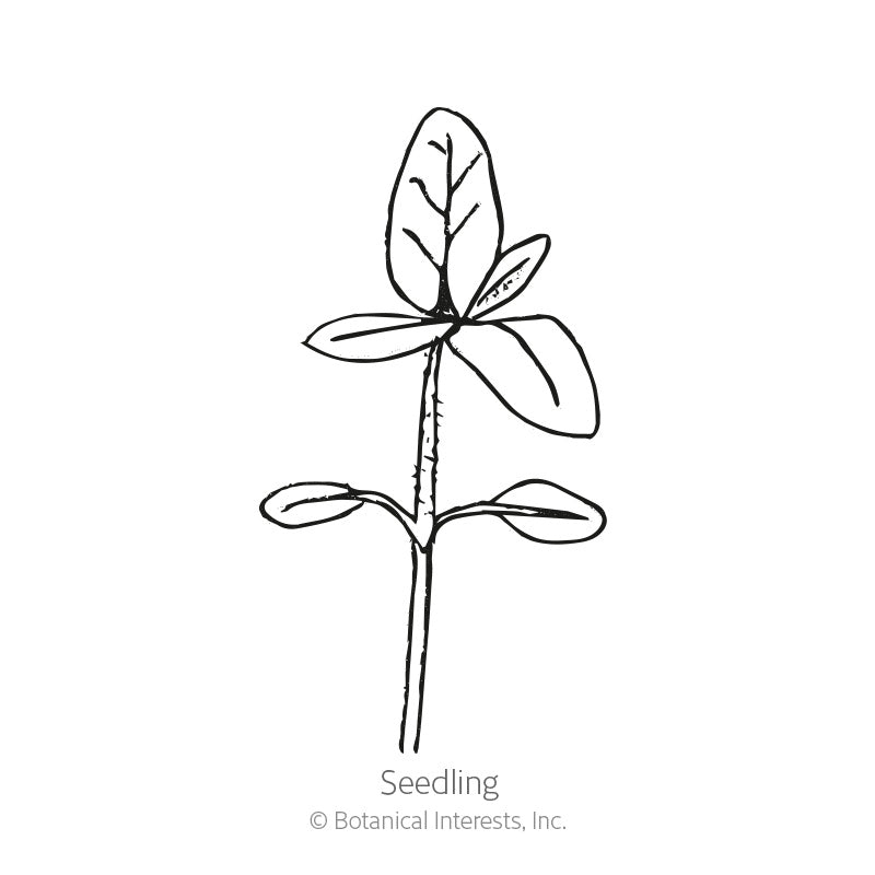 Line drawing of a young sunflower seedling with a pair of rounded lower cotyledon leaves and a larger, veined upper leaf set, labeled 