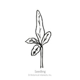 Line drawing of a young seedling with a tall pointed upper leaf and three smaller lance-shaped leaves branching below, labeled 